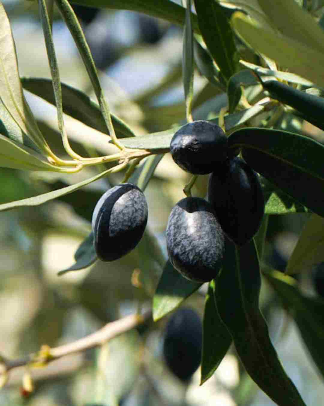 Azeitona Preta C/C La Violetera 2kg